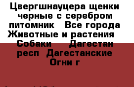 Цвергшнауцера щенки черные с серебром питомник - Все города Животные и растения » Собаки   . Дагестан респ.,Дагестанские Огни г.